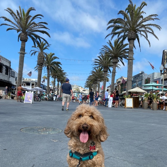 Meet your Posher, Jessie - Picture 7 of 10